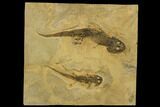 Two Permian Amphibians (Sclerocephalus) - Pfalz, Germany #113336-1